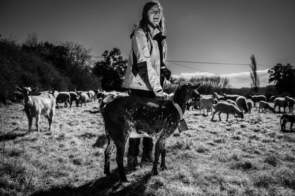 Aprenent a viure entre ovelles