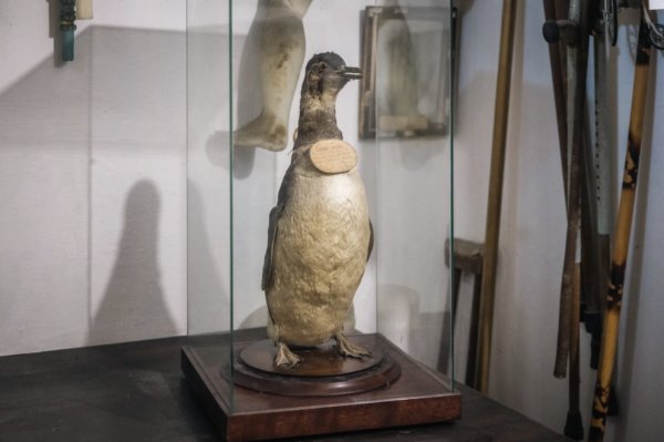 El santuari del pingüí