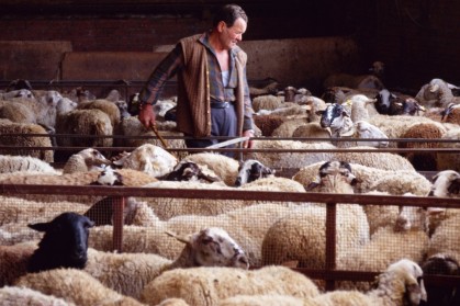 Els pagesos estan marcats pels tòpics. A la fotografia, un ramader d’ovelles de la localitat de Biure (Girona) té cura del seu ramat. Foto: Robin Townsend (Alamy)